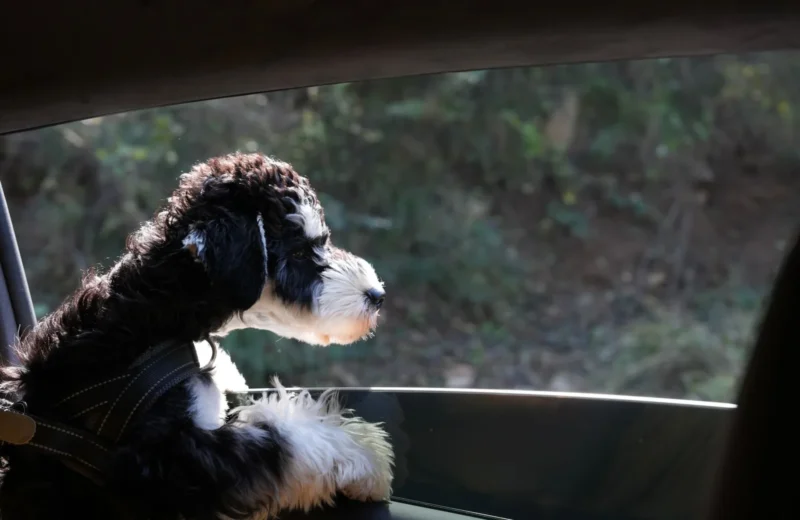 A fluffy black and white dog looking out a car window, enjoying a sunny day.
