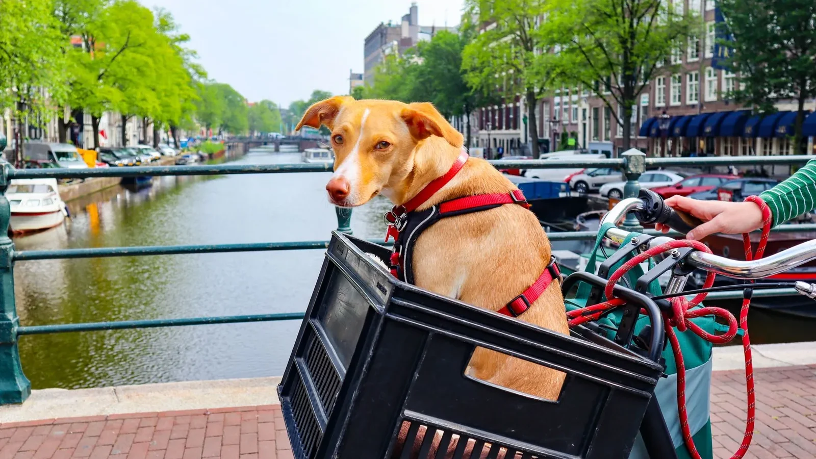 Charming dog in a bicycle basket near a scenic Amsterdam canal on a sunny day.