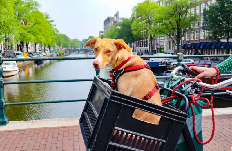 Charming dog in a bicycle basket near a scenic Amsterdam canal on a sunny day.