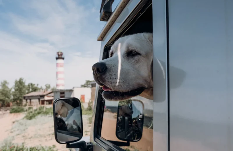 Muzzle of cute dog with open mouth peeking out of transport parked under cloudy sky.