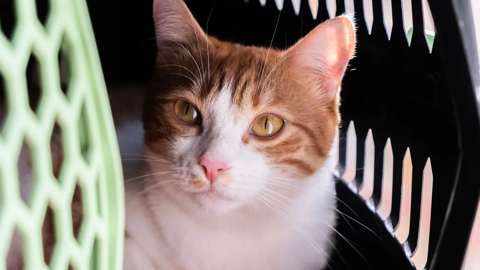 Close-up of a cute orange and white cat resting in a pet carrier, looking alert.