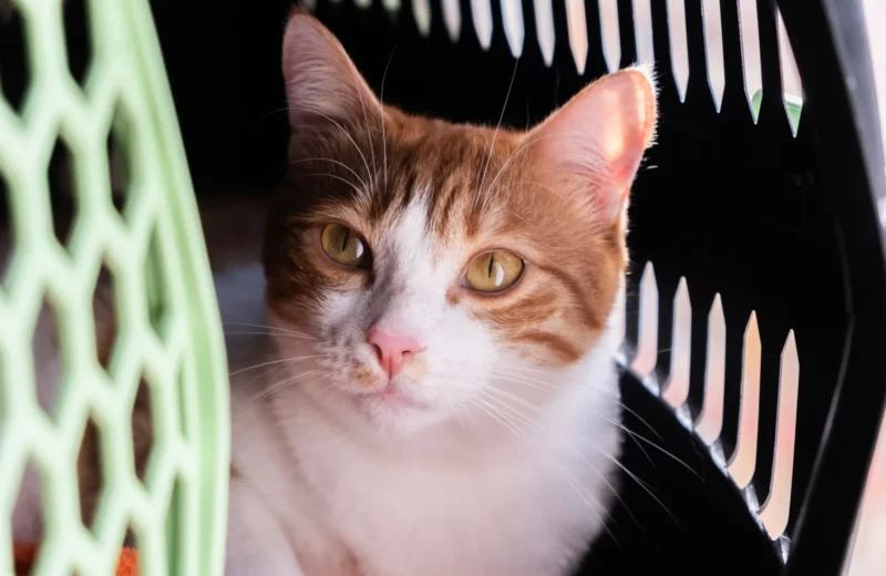 Close-up of a cute orange and white cat resting in a pet carrier, looking alert.