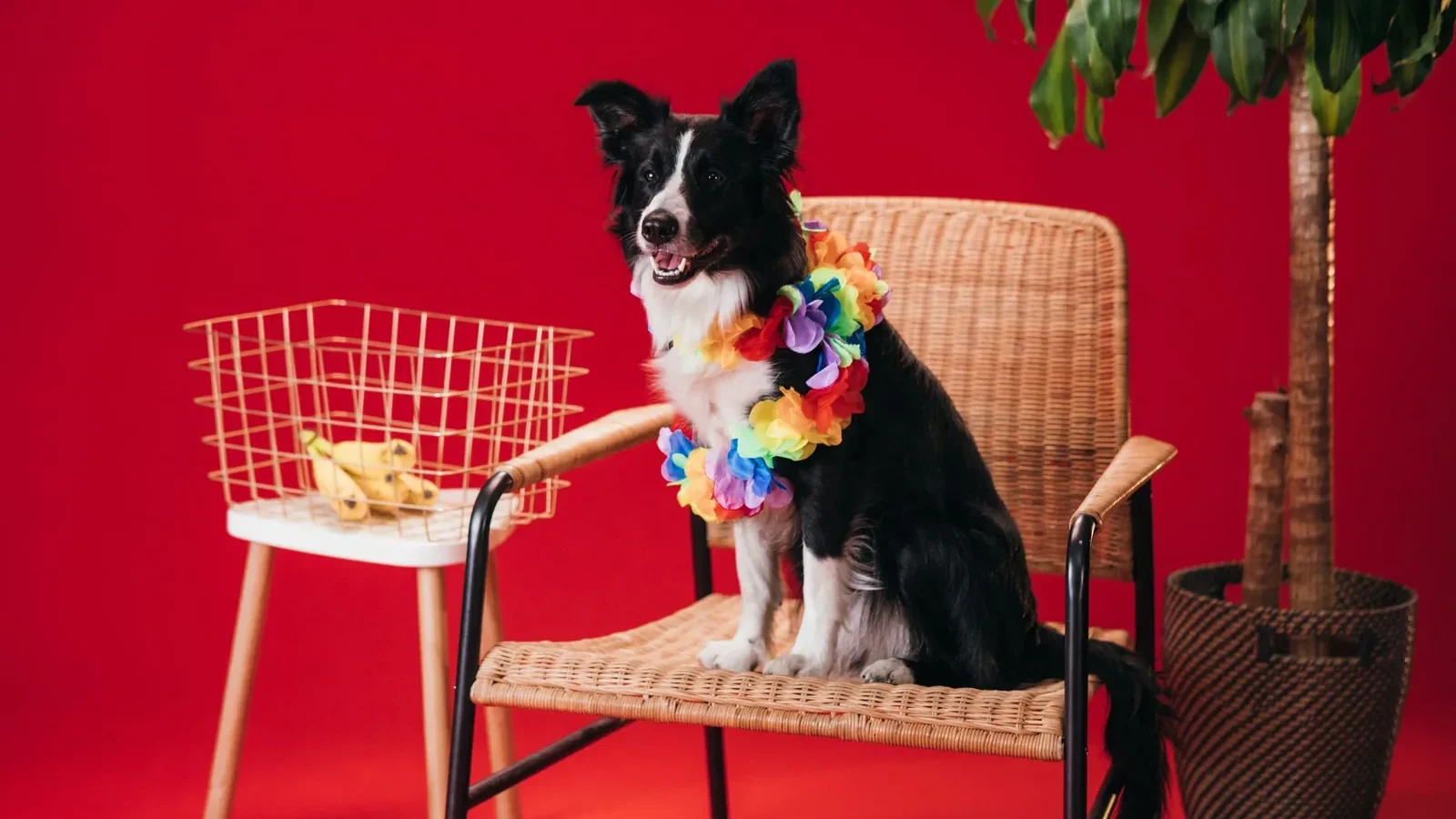 A border collie wearing a colorful lei sits on a wicker chair against a red background.
