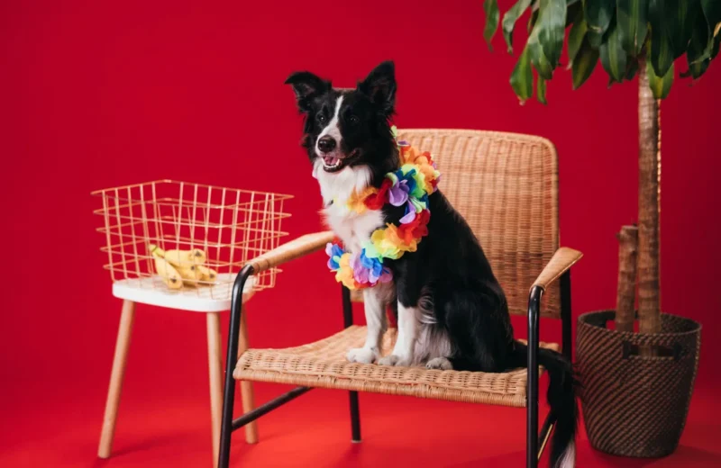 A border collie wearing a colorful lei sits on a wicker chair against a red background.