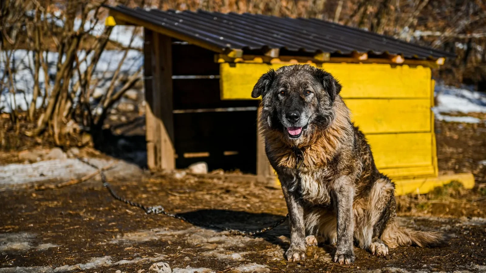 Caucasian Shepherd Dog sits beside a rustic wooden kennel on a sunny winter day.