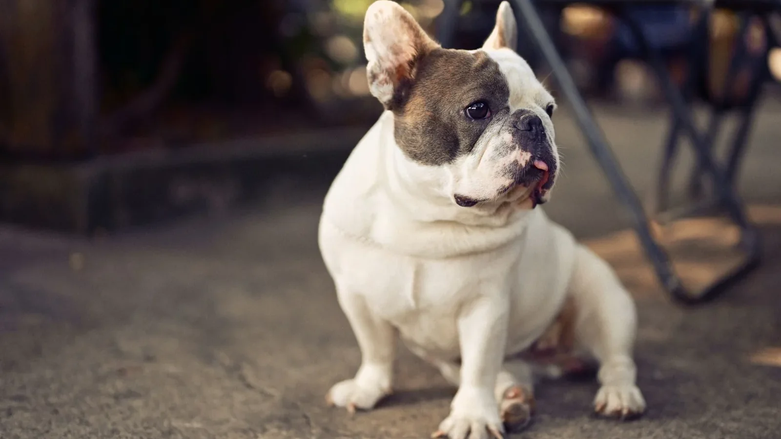 A charming French Bulldog sits attentively outside on a concrete surface.