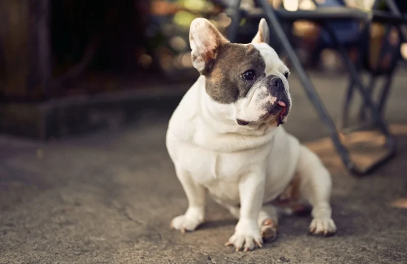 A charming French Bulldog sits attentively outside on a concrete surface.