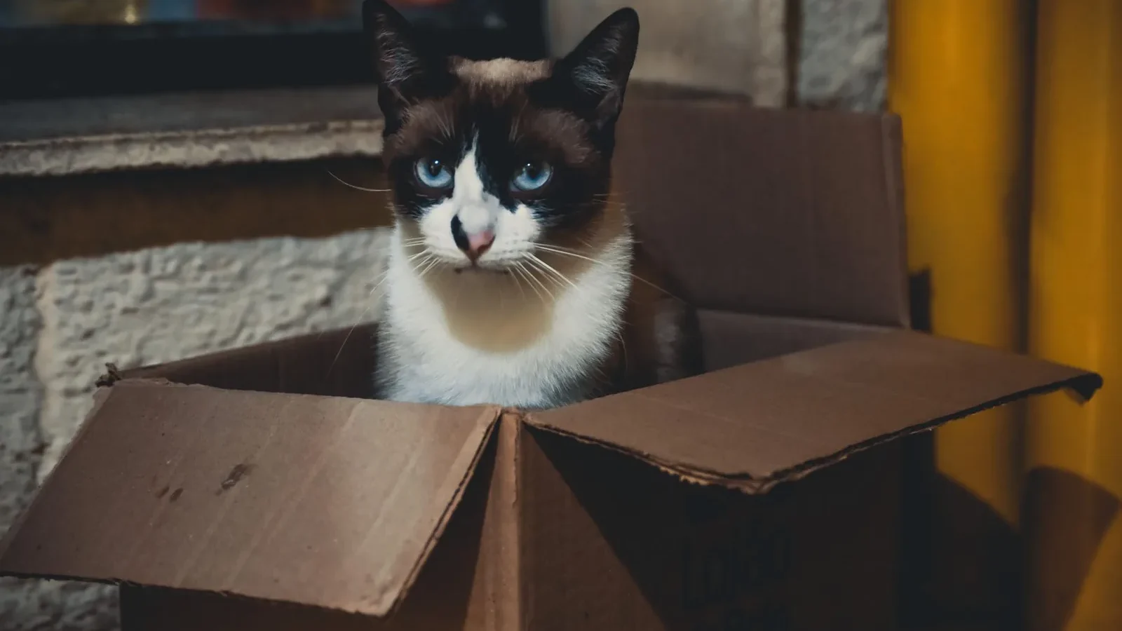 Siamese cat sitting in a cardboard box indoors, expressing curiosity.