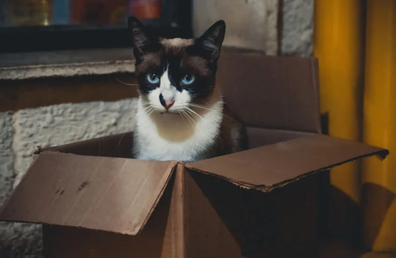 Siamese cat sitting in a cardboard box indoors, expressing curiosity.