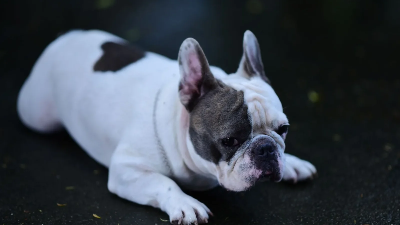 French Bulldog with distinctive coloring lying on wet pavement, outdoors.