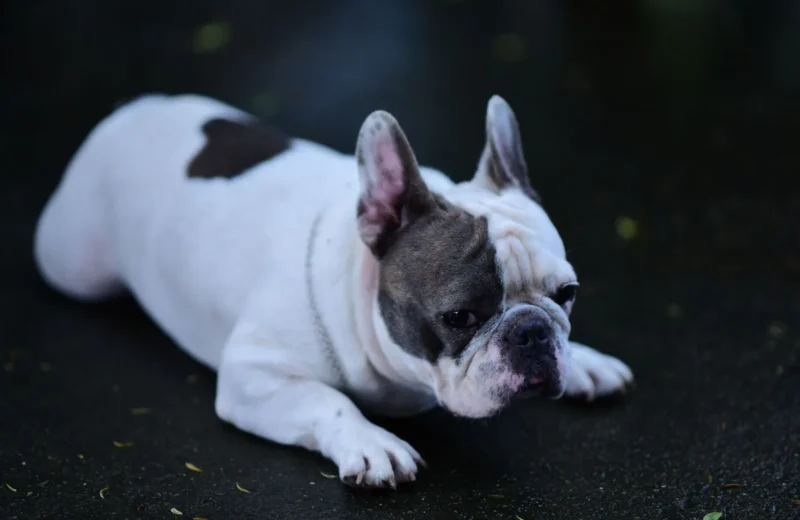 French Bulldog with distinctive coloring lying on wet pavement, outdoors.