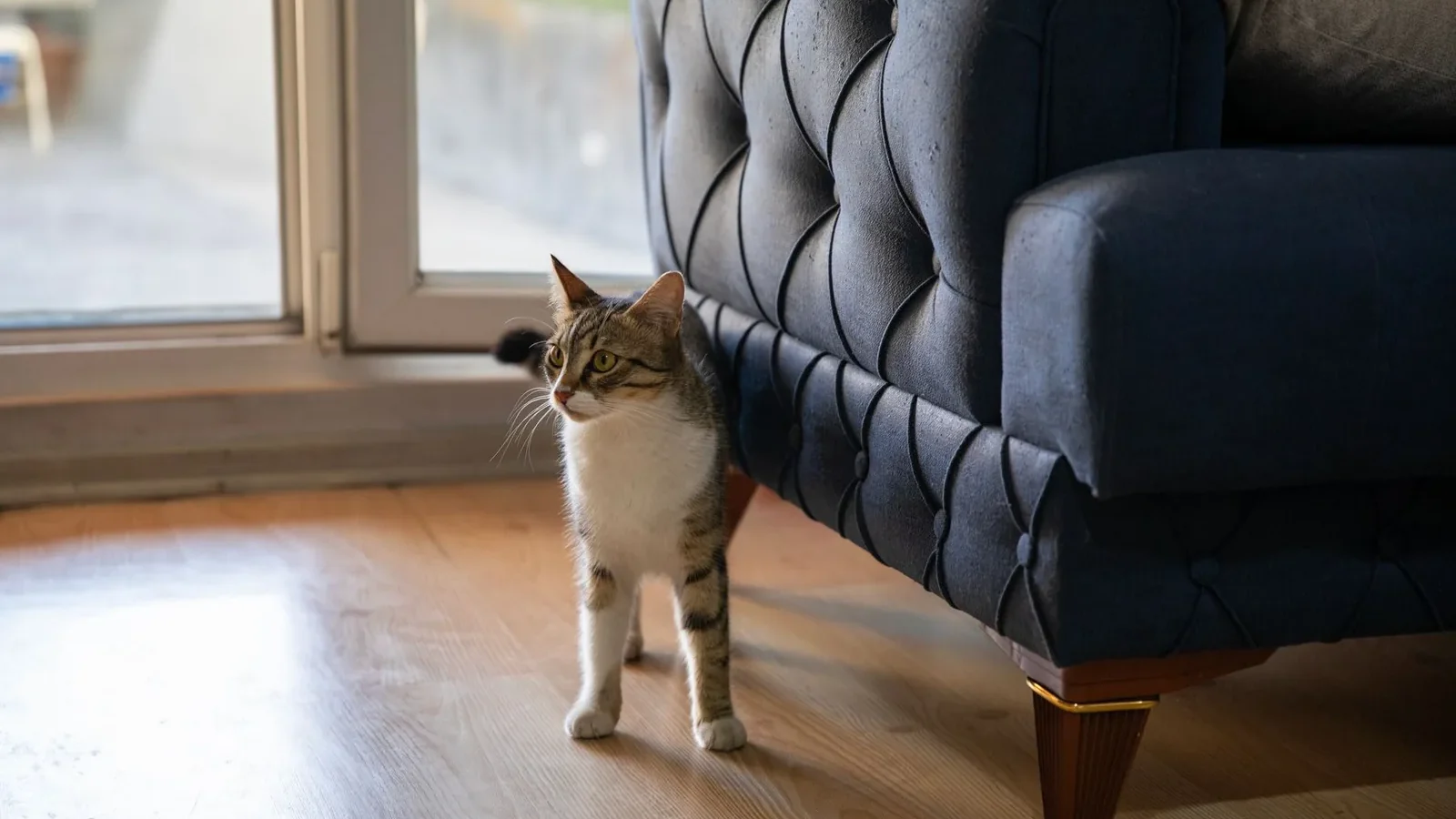 A tabby cat curiously explores a living room with contemporary furniture and soft lighting.