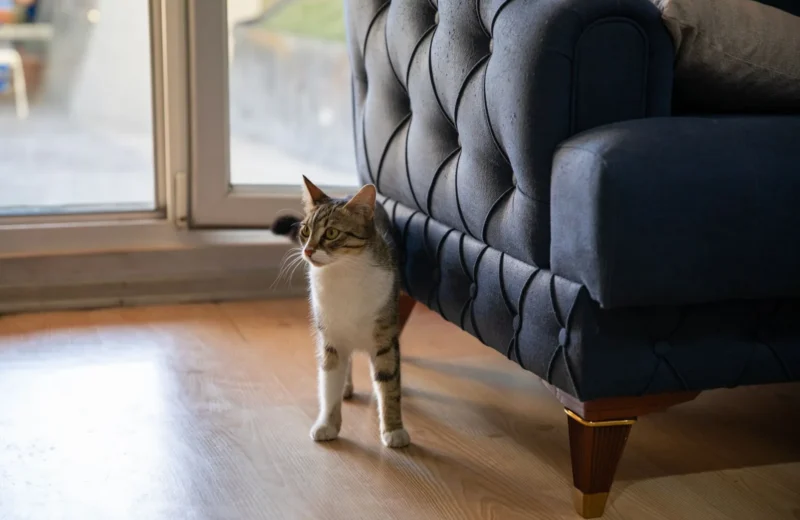 A tabby cat curiously explores a living room with contemporary furniture and soft lighting.