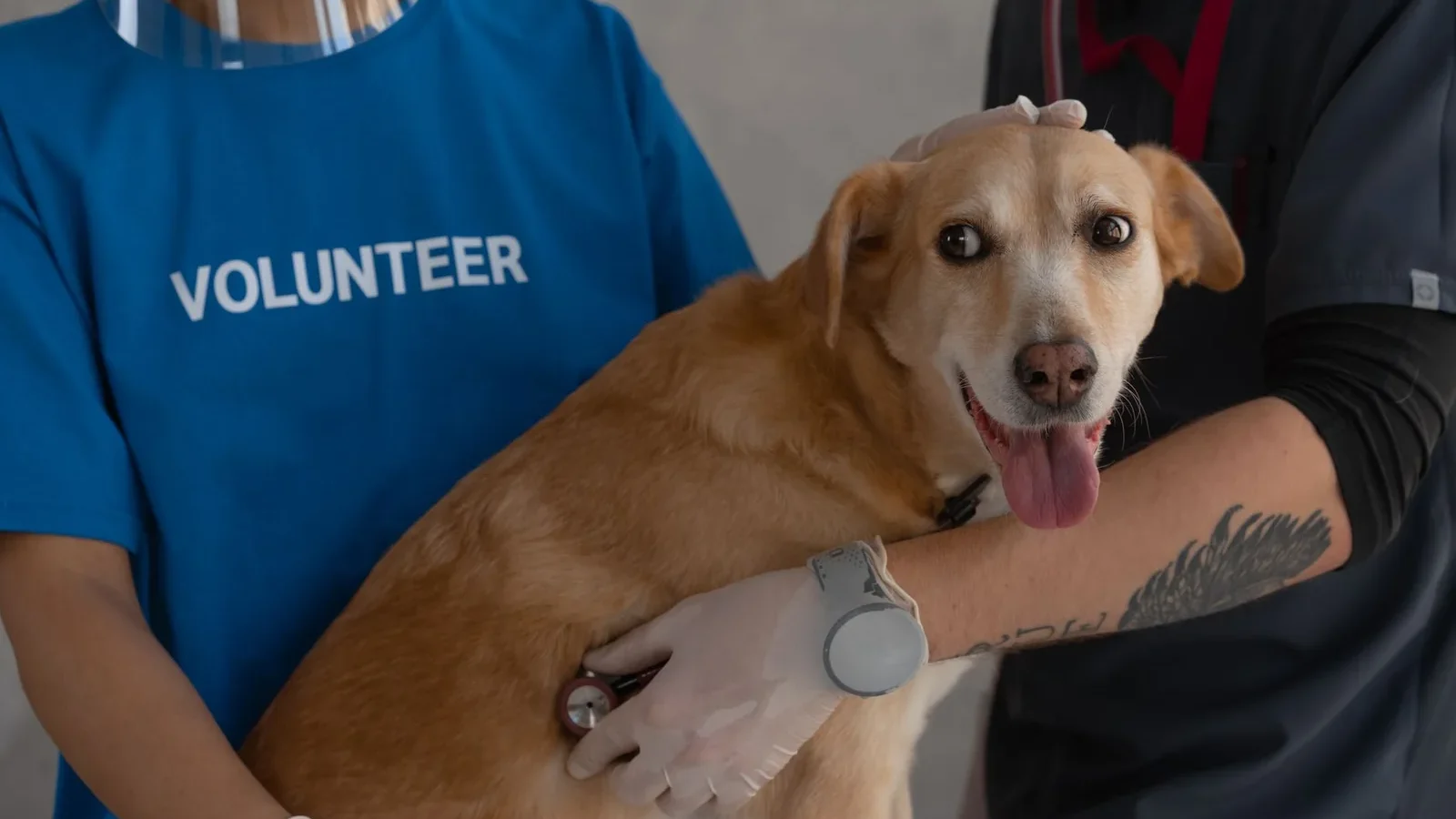 A veterinarian and volunteer examine a happy dog with a stethoscope.