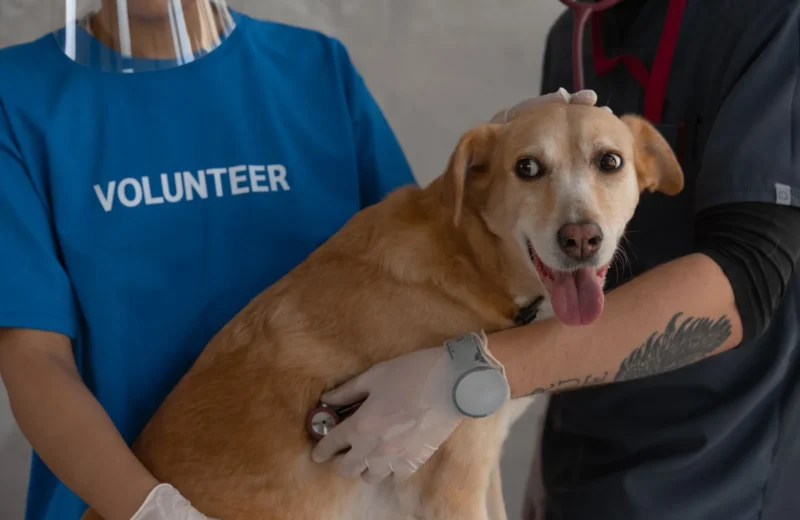 A veterinarian and volunteer examine a happy dog with a stethoscope.