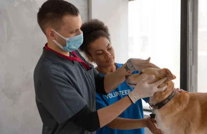 A veterinarian and volunteer care for a dog's health in a clinic setting.