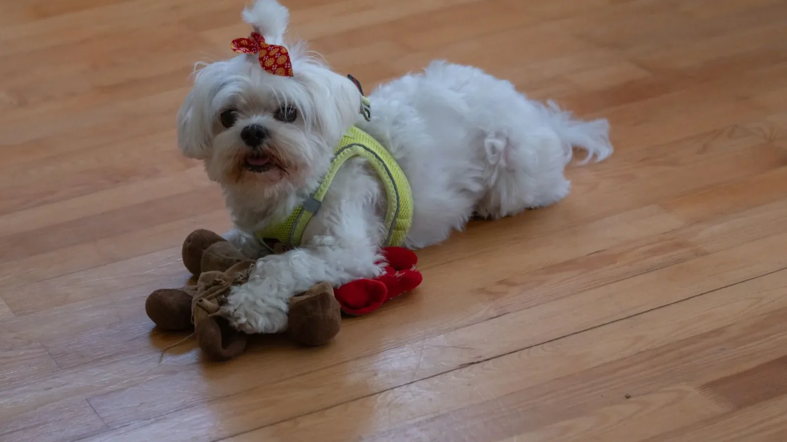 A cute Maltese dog with toy, indoors on a wooden floor, wearing a red bow.