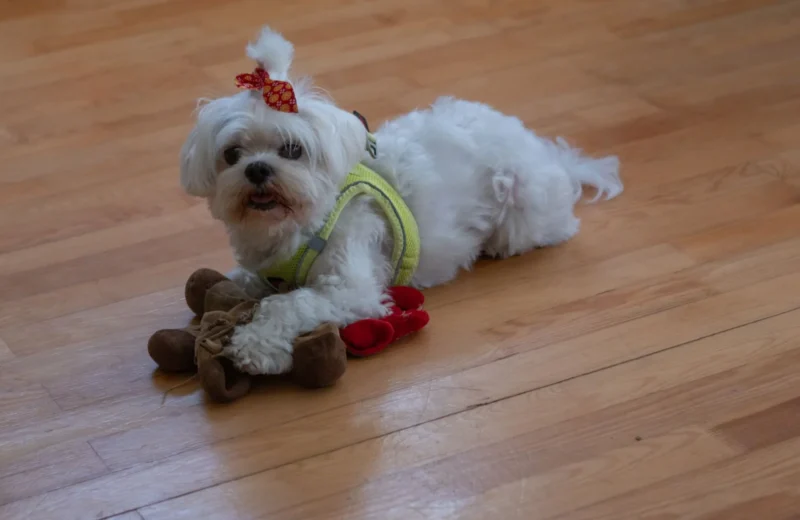 A cute Maltese dog with toy, indoors on a wooden floor, wearing a red bow.