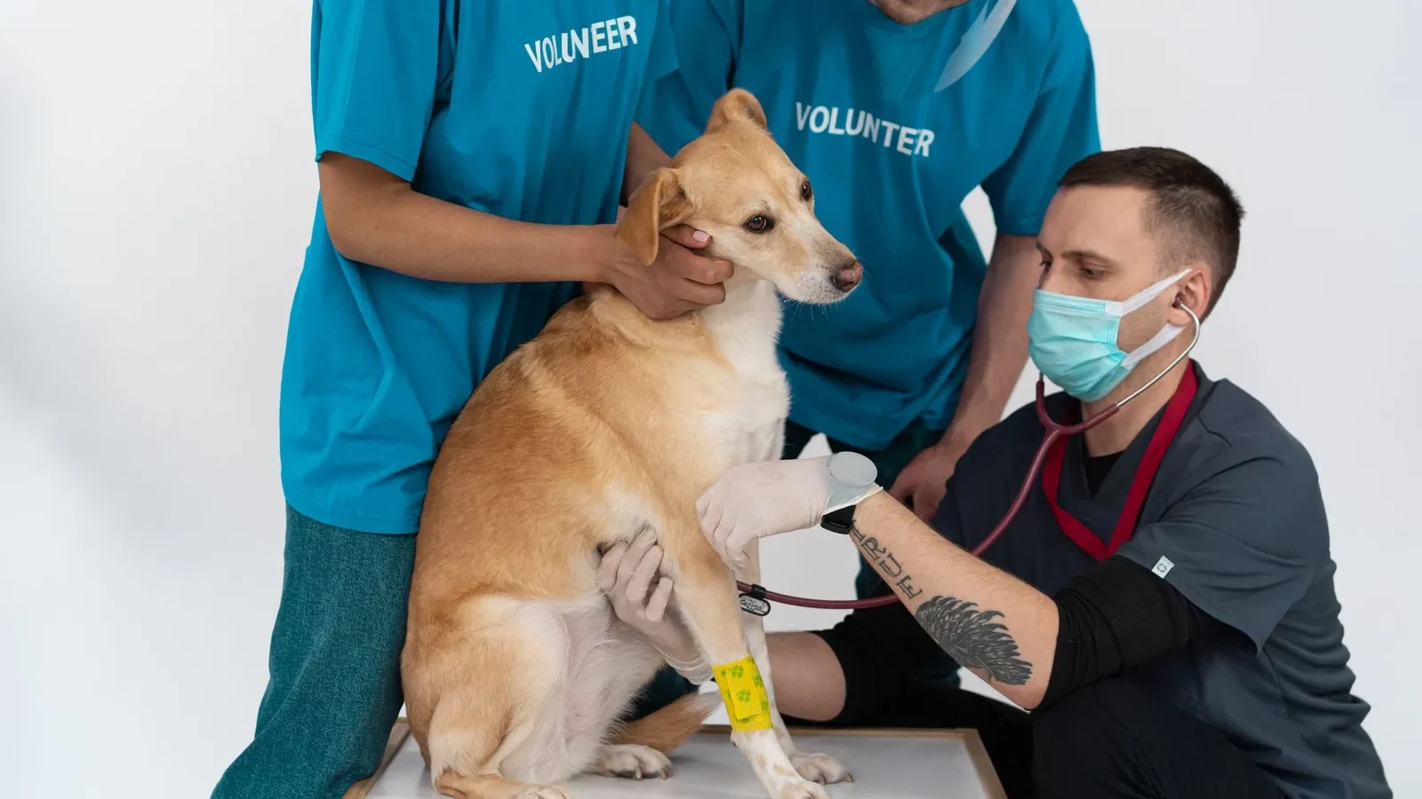 A veterinarian and volunteers conducting a checkup on a dog at a clinic.