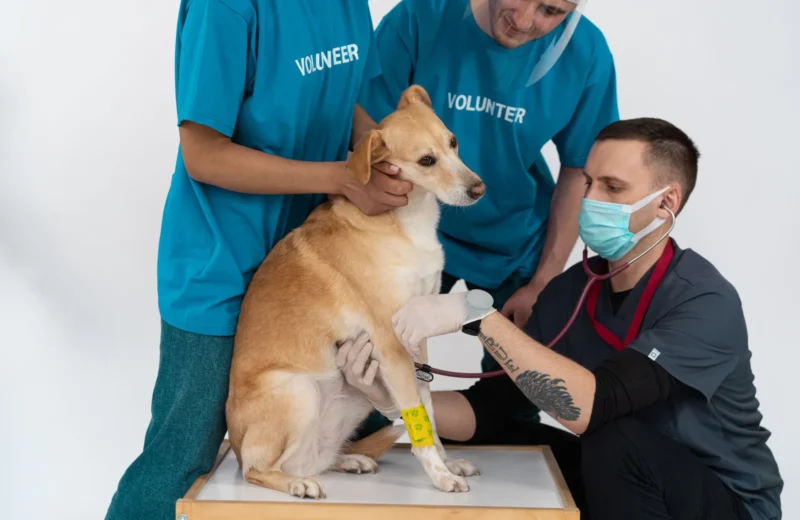 A veterinarian and volunteers conducting a checkup on a dog at a clinic.