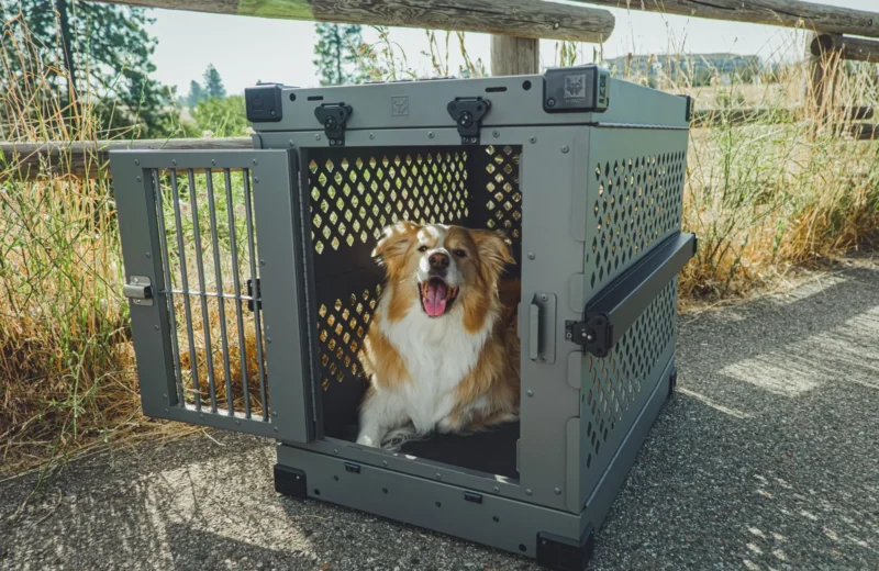 Australian Shepherd dog smiling in a sturdy outdoor crate, perfect for pet safety.