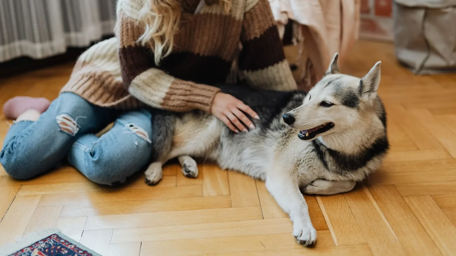 A woman gently pets her relaxing husky dog on a wooden floor inside a cozy home.