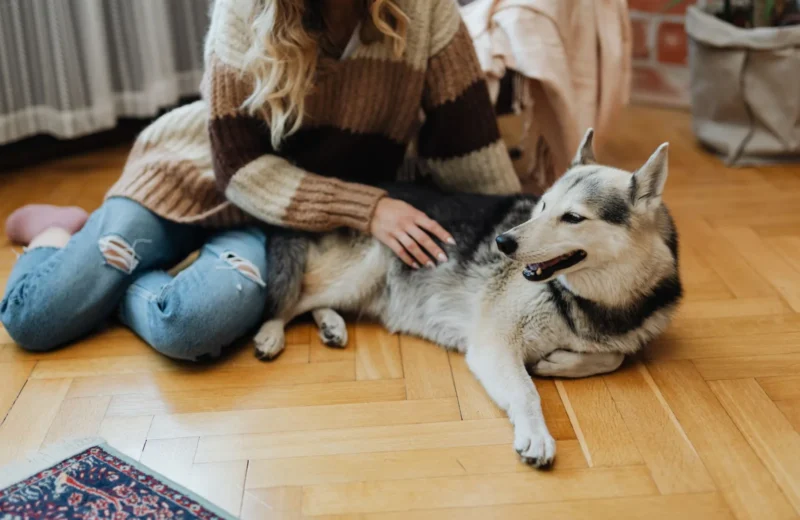 A woman gently pets her relaxing husky dog on a wooden floor inside a cozy home.