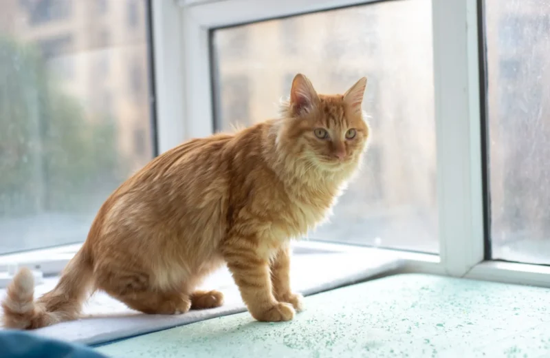 A fluffy ginger cat sits by a sunlit window in a cozy indoor setting, exuding warmth and tranquility.