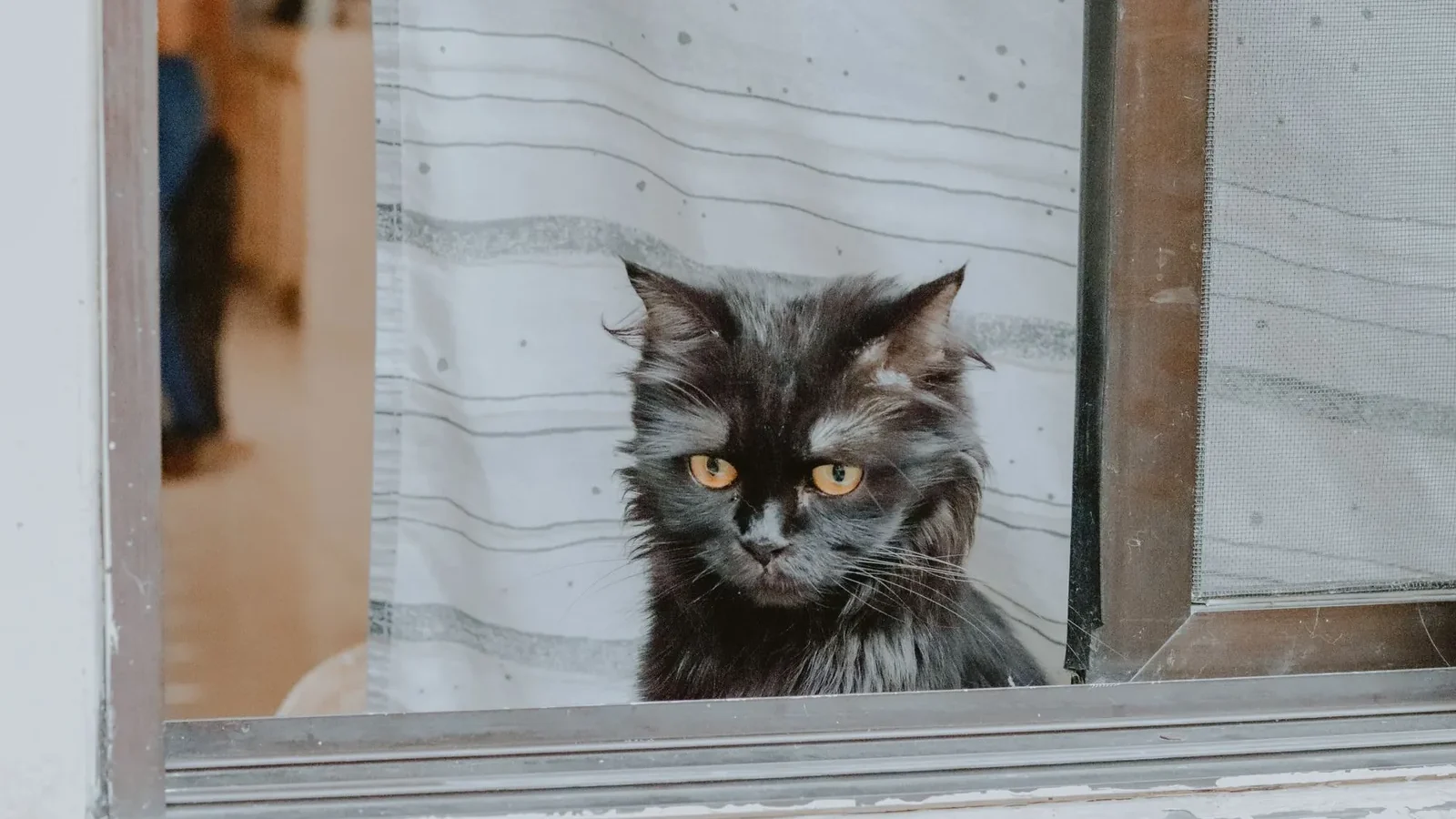 A black Persian cat with striking eyes peers out from an open window, creating a serene indoor scene.