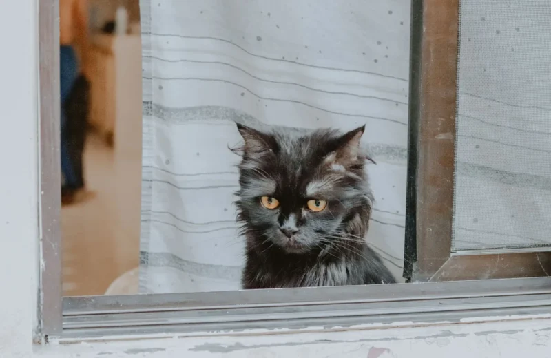 A black Persian cat with striking eyes peers out from an open window, creating a serene indoor scene.