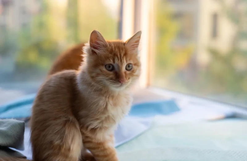 An adorable ginger kitten sits by a sunny window, showcasing its curious nature.