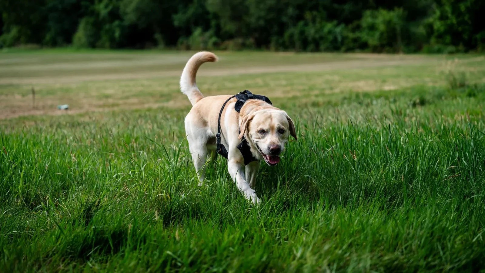 Labrador Retriever with a harness exploring lush green field on a sunny day.