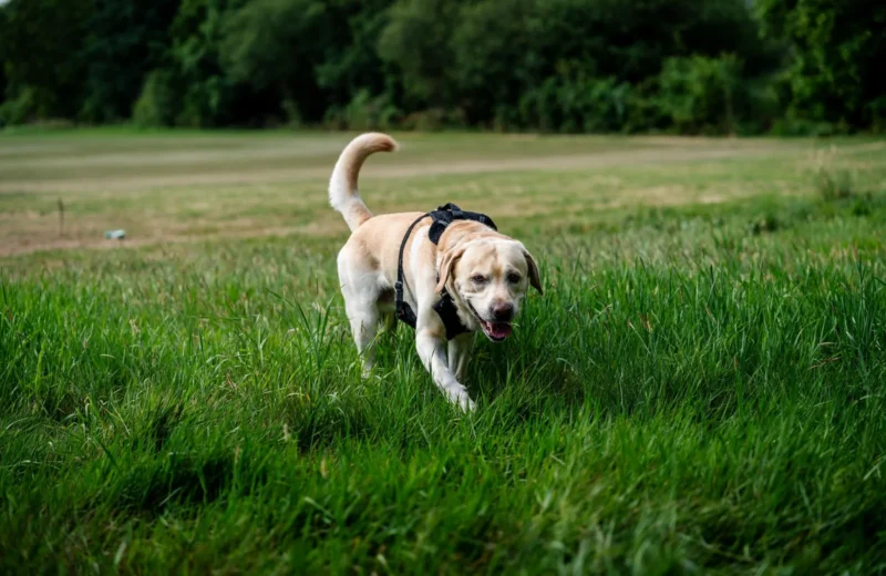 Labrador Retriever with a harness exploring lush green field on a sunny day.