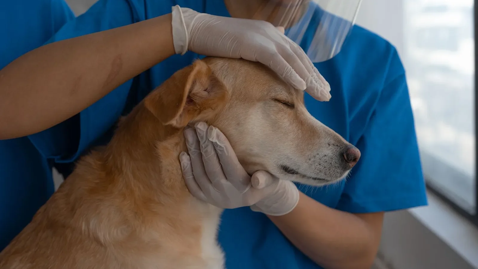 Veterinarian carefully checks and comforts a dog in a clinic environment.