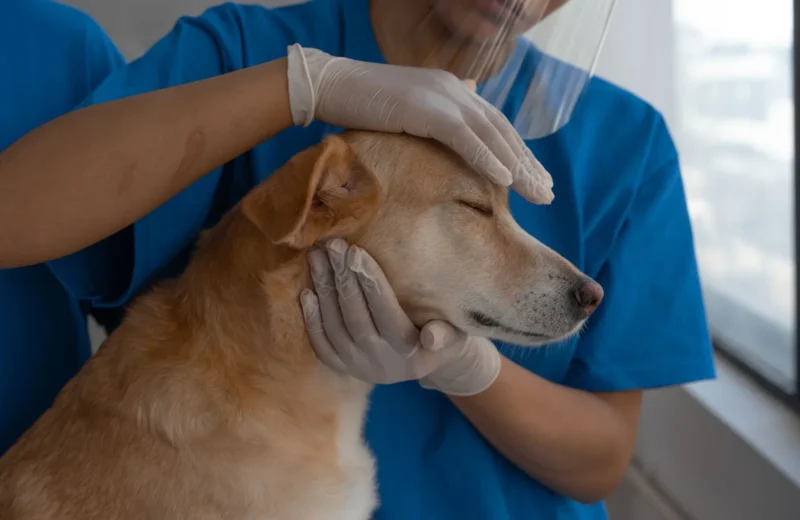 Veterinarian carefully checks and comforts a dog in a clinic environment.