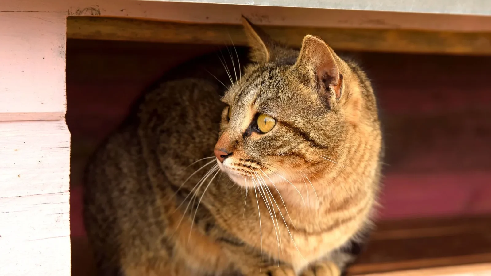 Close-up of a tabby cat resting inside a cozy shelter, exuding a calm and relaxed demeanor.