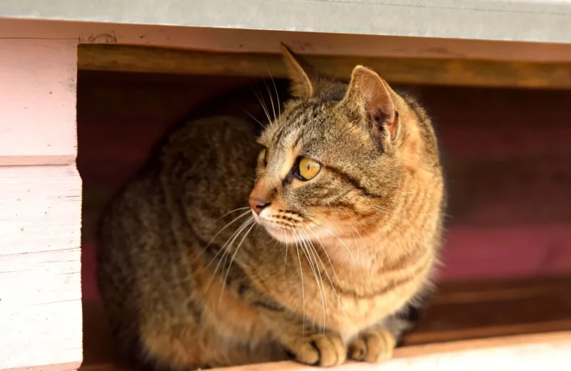 Close-up of a tabby cat resting inside a cozy shelter, exuding a calm and relaxed demeanor.