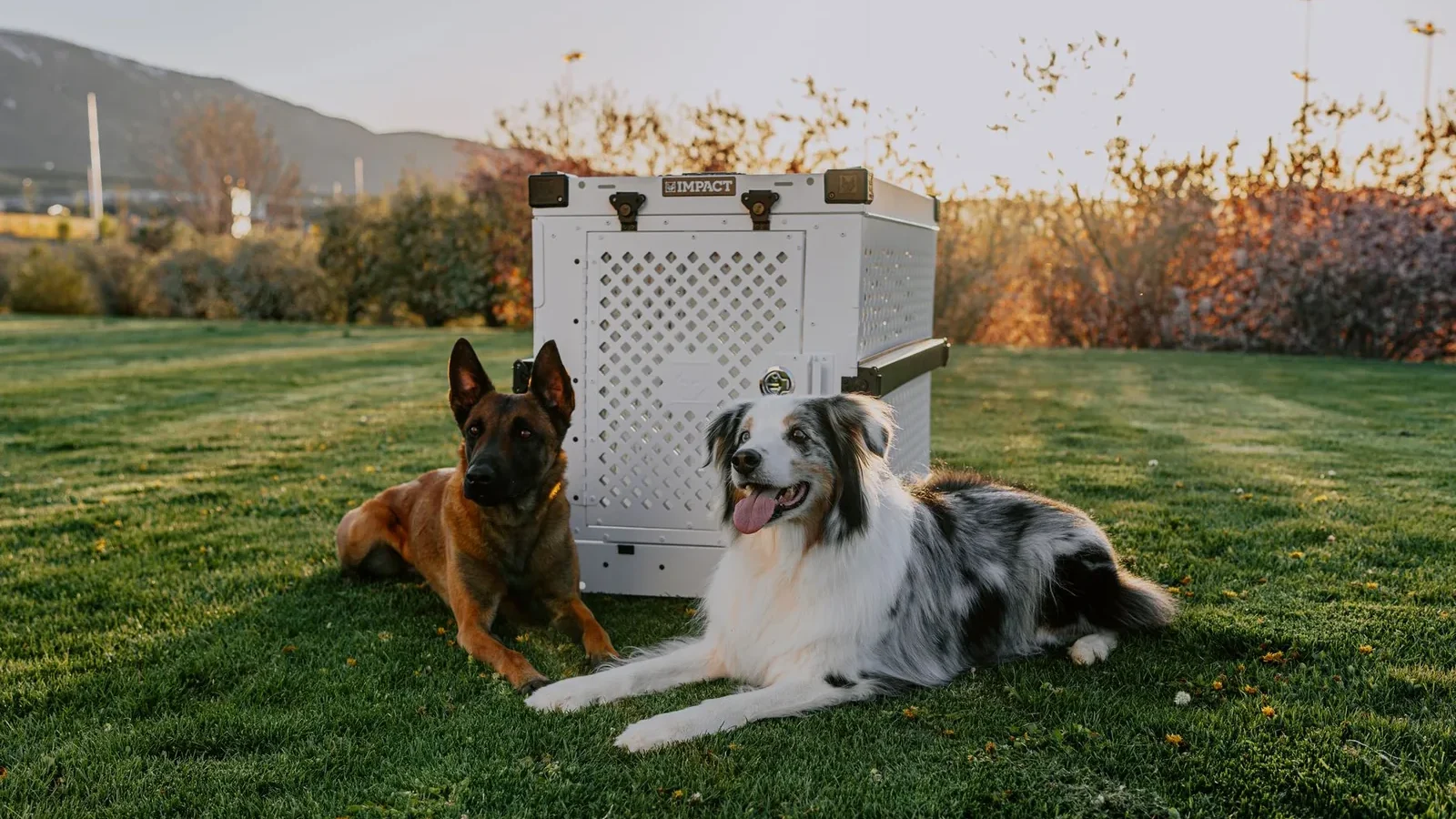 Two dogs, a Belgian Malinois and a Border Collie, relax beside an Impact dog crate during sunset in a park.