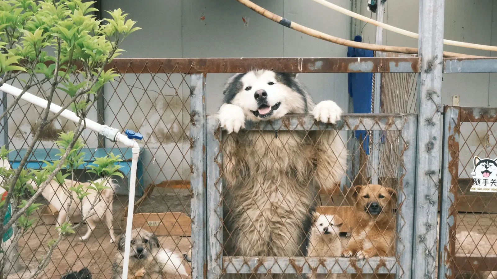 Cute Alaskan Malamute and other dogs look out from kennel behind metal fence.