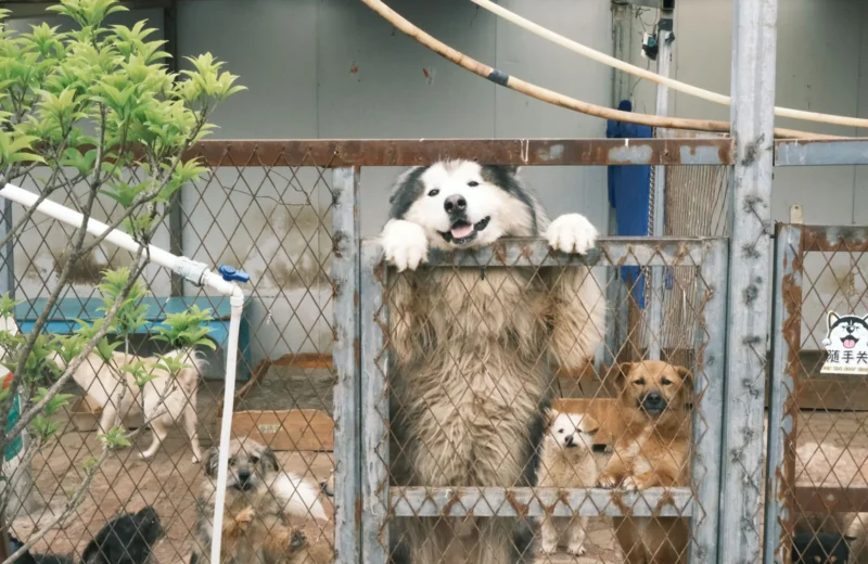Cute Alaskan Malamute and other dogs look out from kennel behind metal fence.