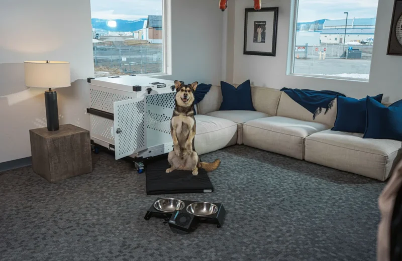 A stylish living room featuring a happy dog, comfortable sofa, and modern aluminum pet crate.