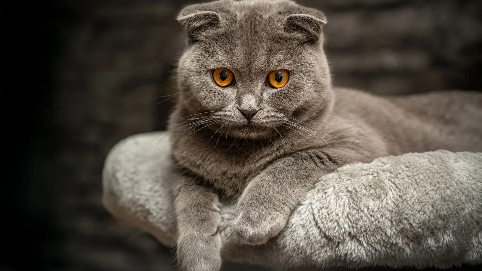 Portrait of a gray Scottish Fold cat with striking orange eyes on a plush perch indoors.
