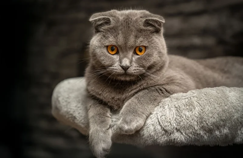 Portrait of a gray Scottish Fold cat with striking orange eyes on a plush perch indoors.