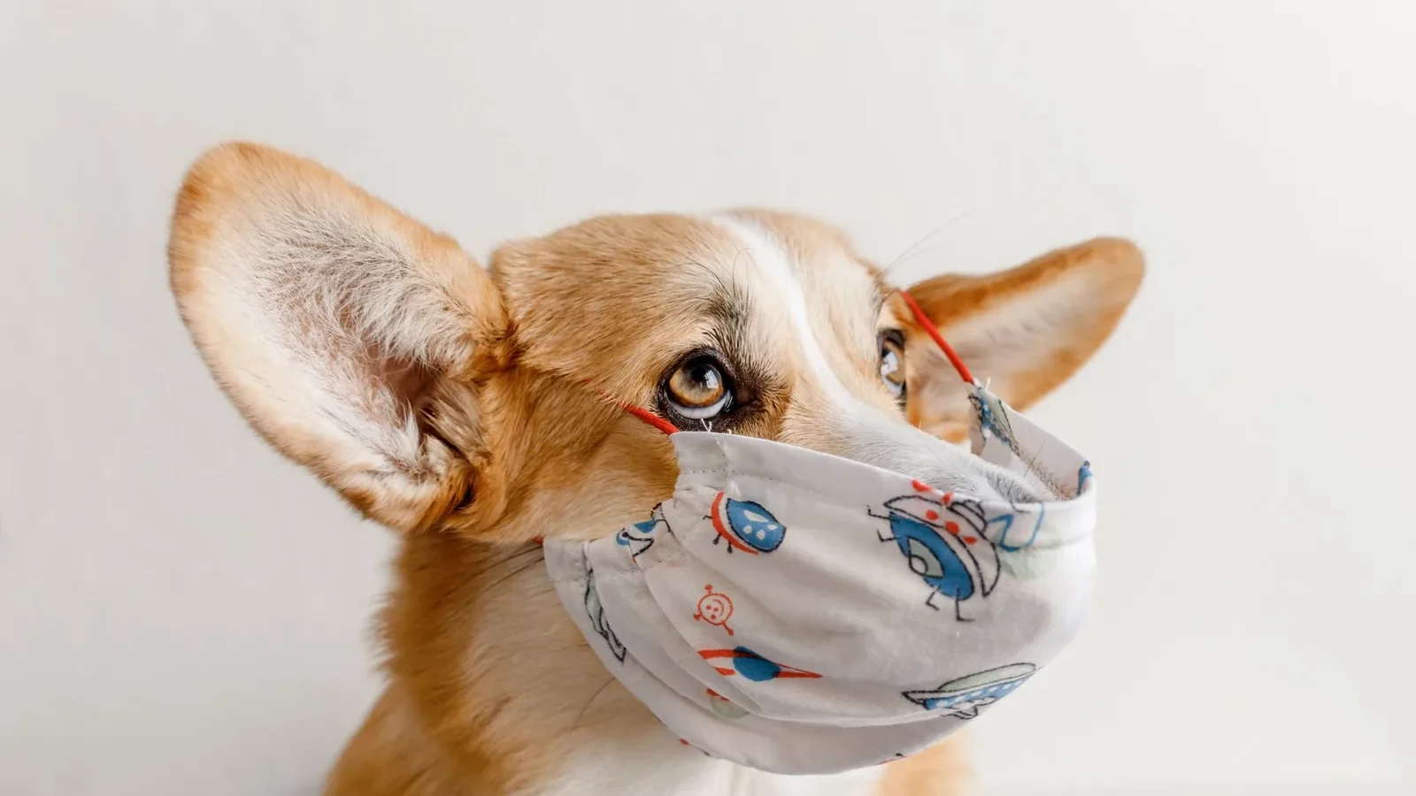 Adorable Corgi dog looking up while wearing a playful face mask against a neutral background.