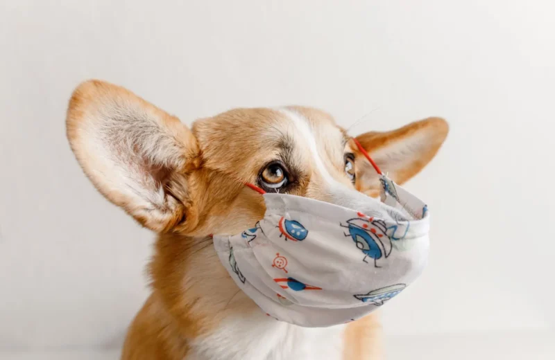 Adorable Corgi dog looking up while wearing a playful face mask against a neutral background.