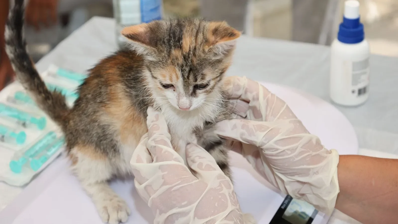 Kitten receiving veterinary care on a table. Gloves and syringes visible.