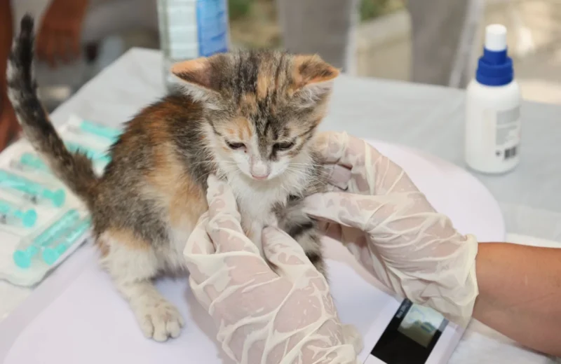 Kitten receiving veterinary care on a table. Gloves and syringes visible.