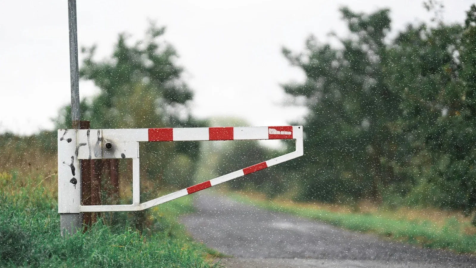 Old white barrier gate on a rural road surrounded by lush greenery, featuring a dynamic summer rain scene.