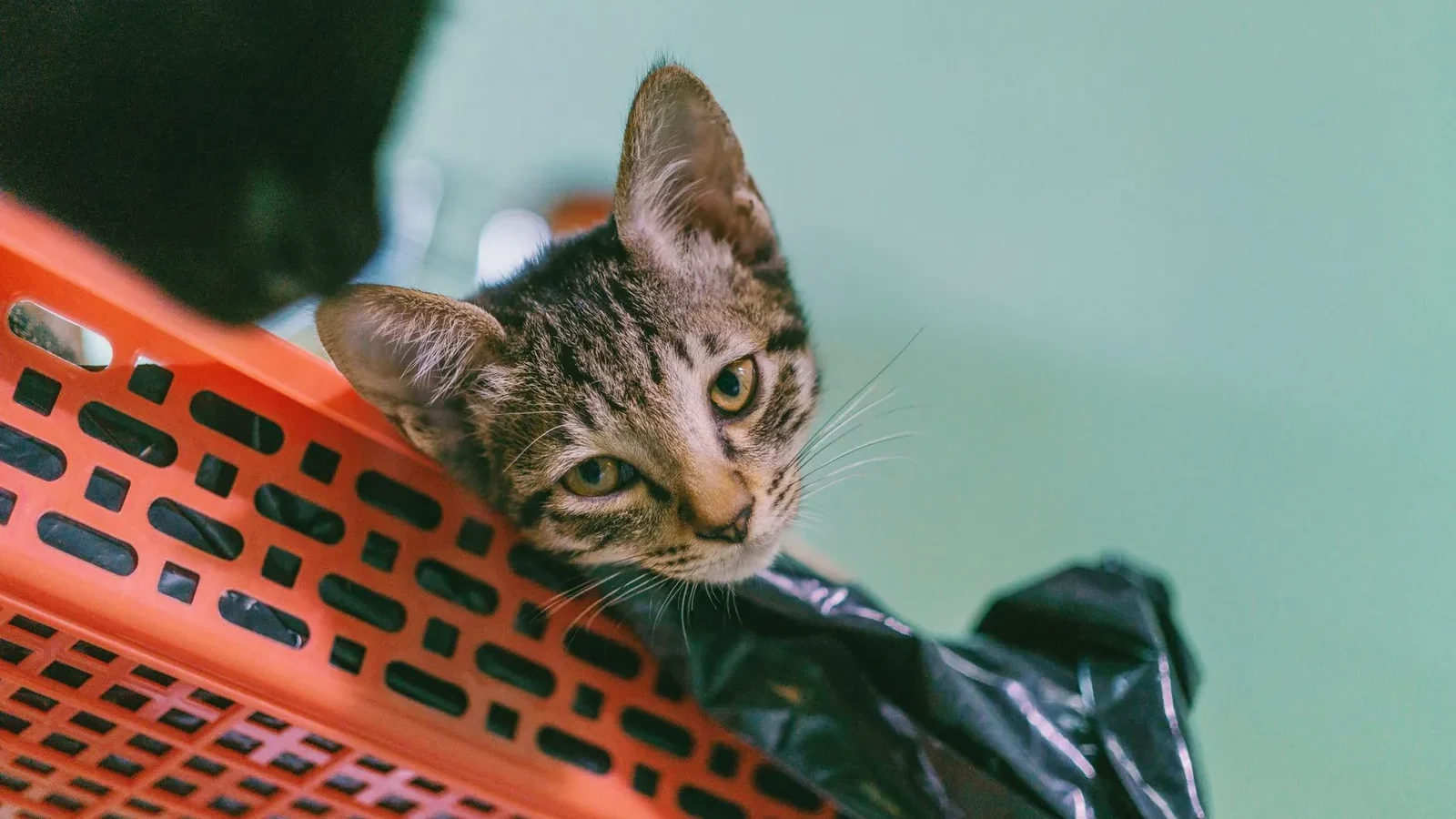 Adorable tabby kitten curiously exploring from a bright orange plastic basket indoors.