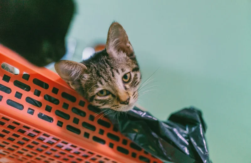 Adorable tabby kitten curiously exploring from a bright orange plastic basket indoors.